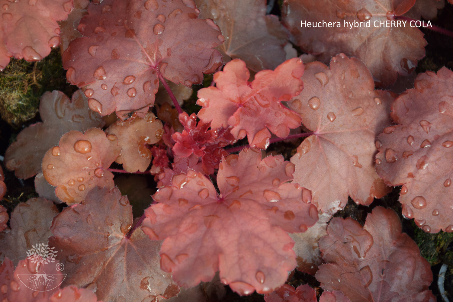 Heuchera hybrid CHERRY COLA