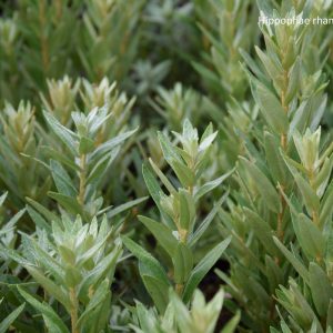 Hippophae rhamnoides HIKUL