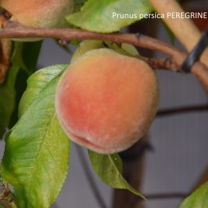 Prunus persica PEREGRINE Säleikkö 150-200 - Image 2