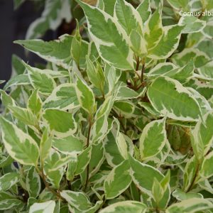Cornus alba IVORY HALO