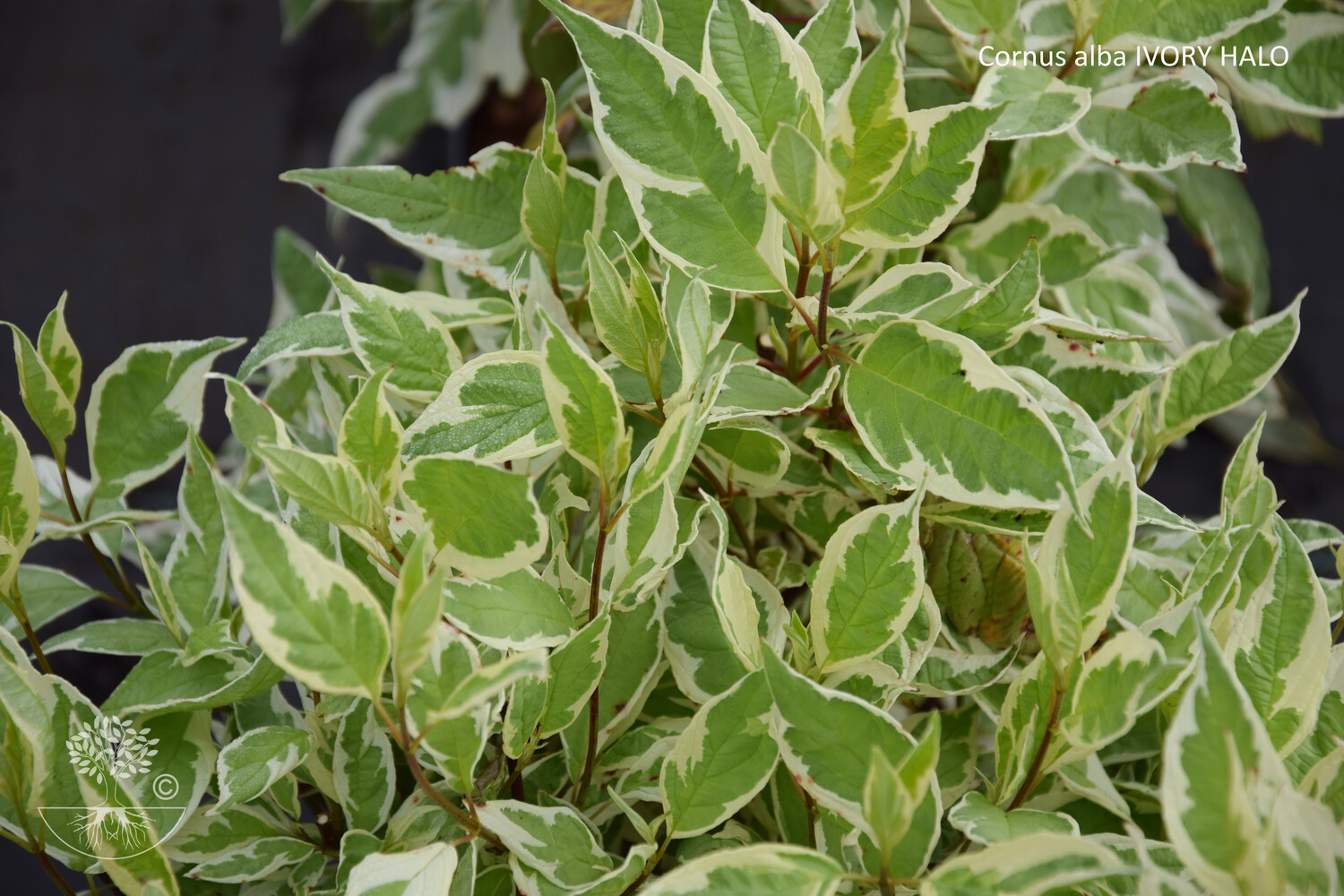 Cornus alba IVORY HALO
