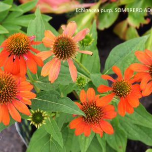 Echinacea purp. SOMBRERO ADOBE ORANGE
