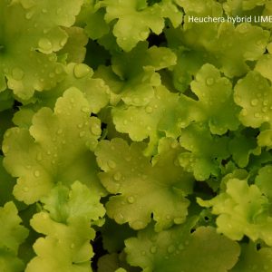 Heuchera hybrid LIME MARMALADE