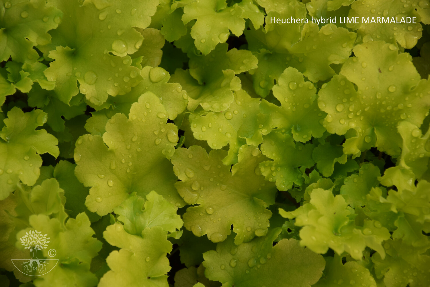 Heuchera hybrid LIME MARMALADE