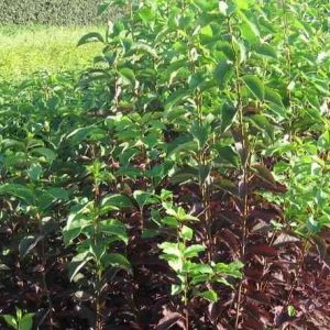 Prunus virginiana CANADA RED
