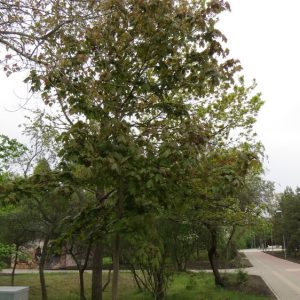 Acer rubrum 10-12