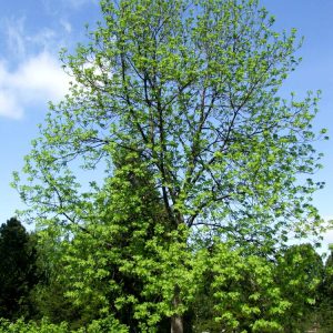 Fraxinus excelsior 12-14