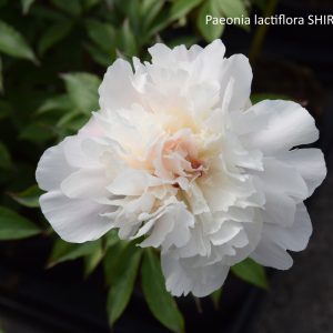 Paeonia lactiflora SHIRLEY TEMPLE