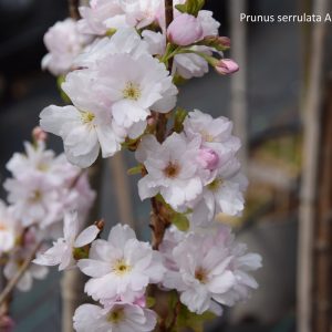 Prunus serrulata AMANOGAVA