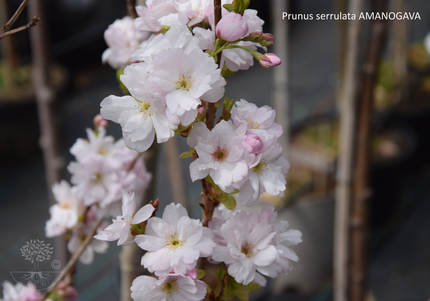 Prunus serrulata AMANOGAVA