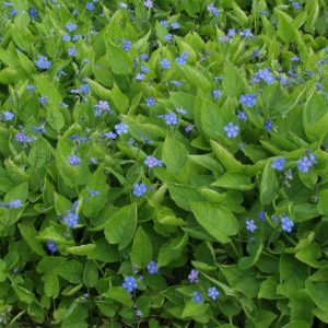 Omphalodes verna 1,5-2Co