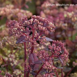Sedum telephium ssp. maximum