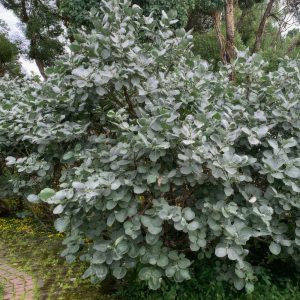 Salix lanata HANS