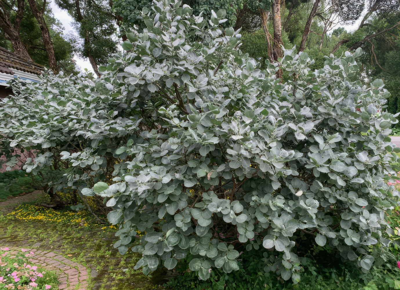 Salix lanata HANS