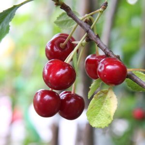 Prunus cerasus ARTTULAN KIRSIKKA