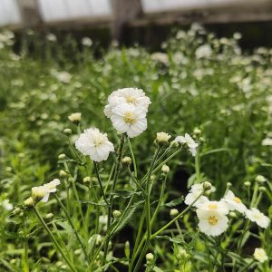 Achillea ptarmica fl. pl. NOBLESSA