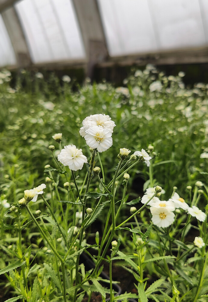 Achillea ptarmica fl. pl. NOBLESSA