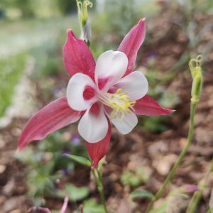 Aquilegia caerulea RED HOBBIT