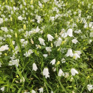 Campanula rotundifolia WHITE GEM