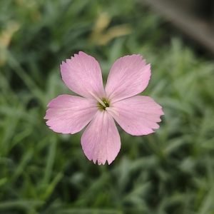 Dianthus subacaulis