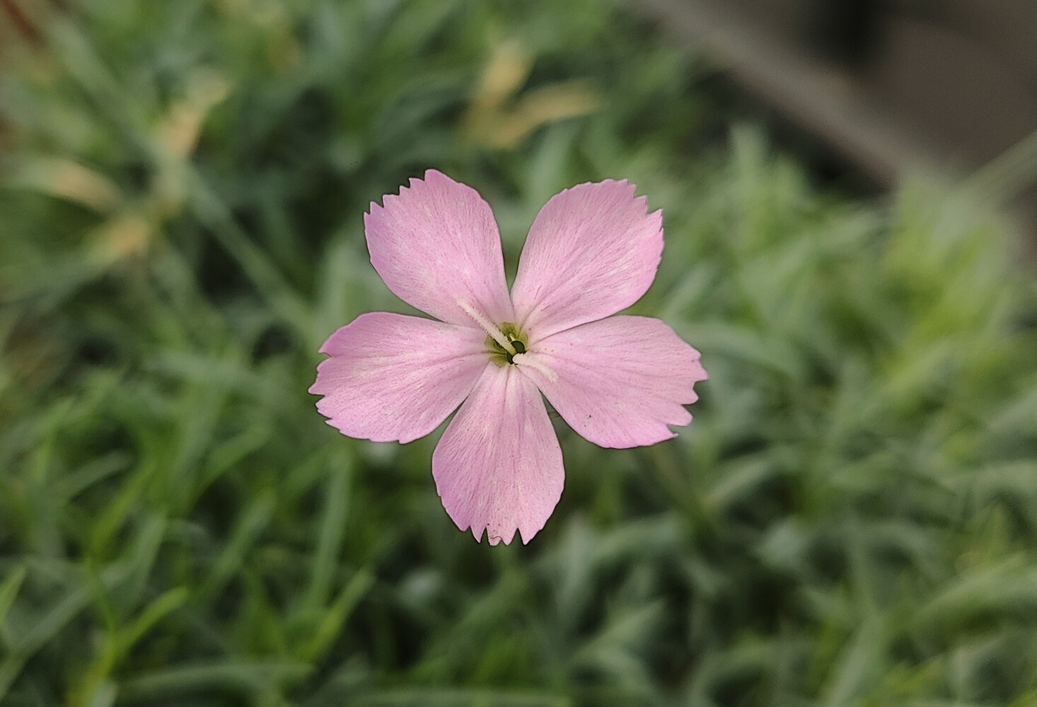 Dianthus subacaulis