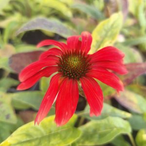 Echinacea purpurea MELLOW SCARLETS