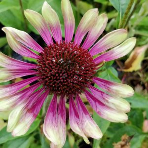 Echinacea purpurea GREEN TWISTER