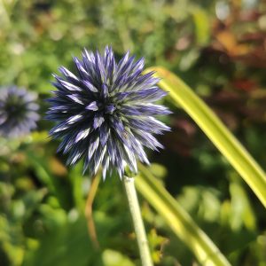 Echinops bannaticus BLUE GLOW