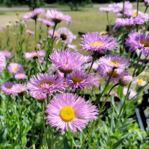 Erigeron speciosus ROSA JUWEL