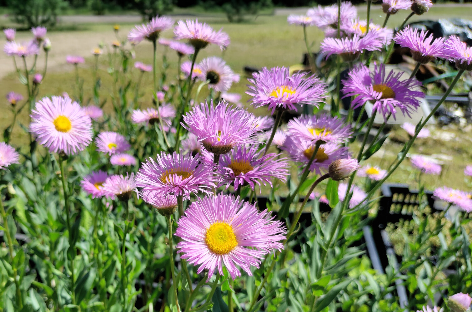 Erigeron speciosus ROSA JUWEL