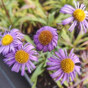 Erigeron speciosus AZURFEE