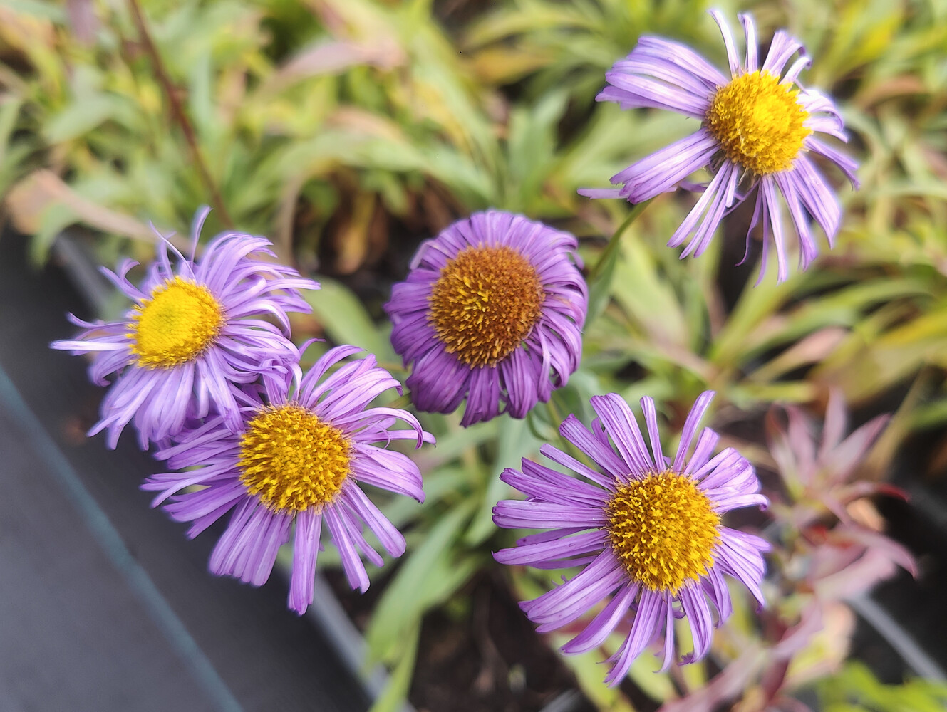 Erigeron speciosus AZURFEE