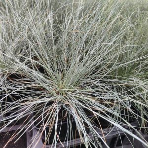 Festuca glauca BLUE SELECT