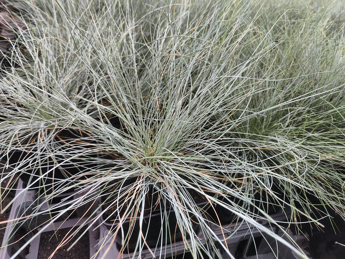 Festuca glauca BLUE SELECT