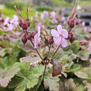 Geranium macrorrhizum INGWERSEN′S VARIETY