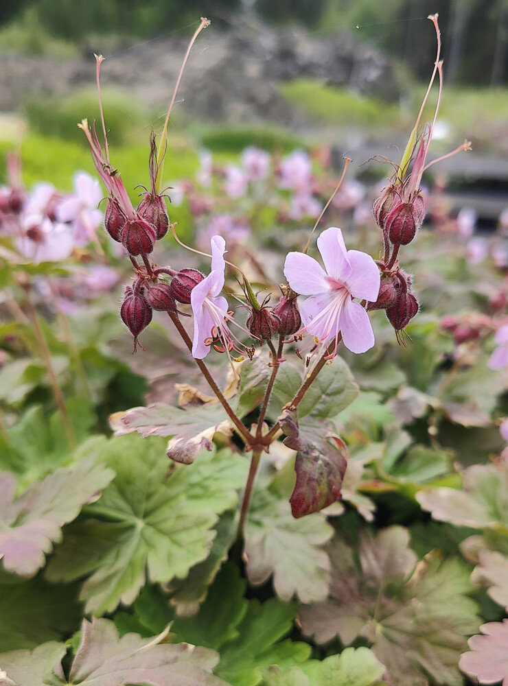 Geranium macrorrhizum INGWERSEN′S VARIETY