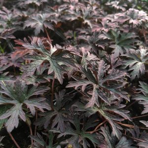 Geranium pratense DARK REITER