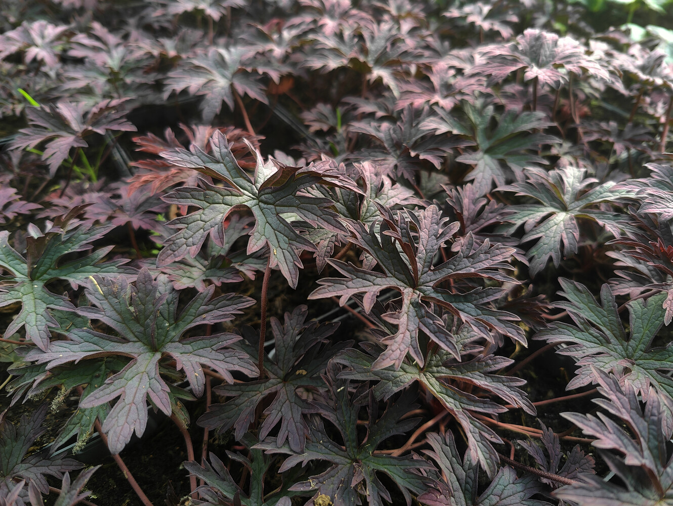 Geranium pratense DARK REITER