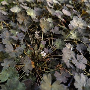 Geranium sessiliflorum f. nigricans