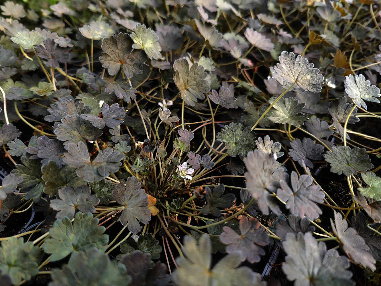 Geranium sessiliflorum f. nigricans
