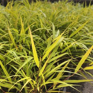 Hakonechloa macra