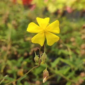 Helianthemum nummularium