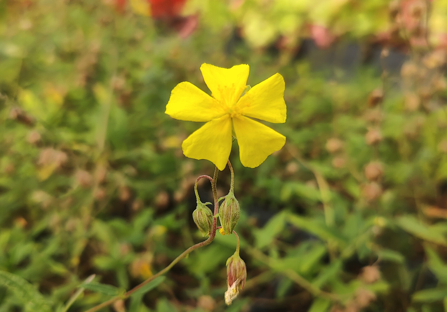 Helianthemum nummularium