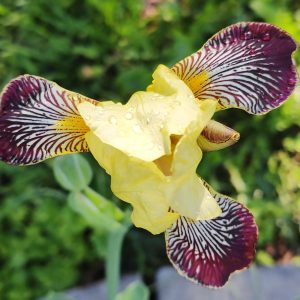 Iris germanica NIBELUNGEN