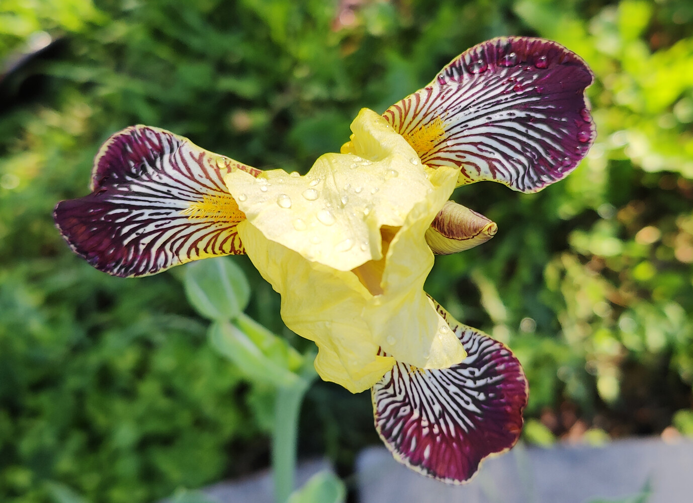 Iris germanica NIBELUNGEN