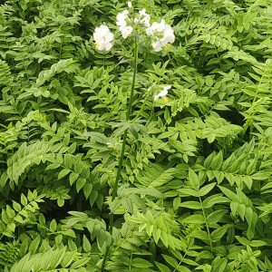 Polemonium caeruleum f. ALBUM