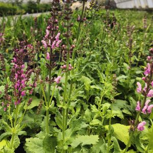 Salvia × sylvestris ROSAKÖNIGIN
