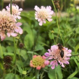Scabiosa columbaria f. nana PINCUSHION PINK