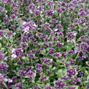 Thymus serpyllum MAGIC CARPET