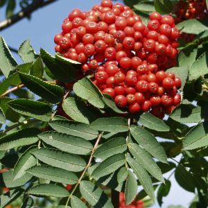 Sorbus americana 150-200